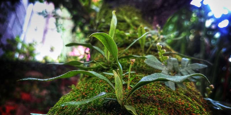 探秘Muasam Cangay：菲律宾失落的农耕智慧与可持续生态之旅