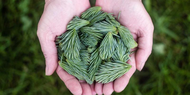 探秘菲律宾Muasam Cangay：编织图腾中的古老智慧与旅行者指南